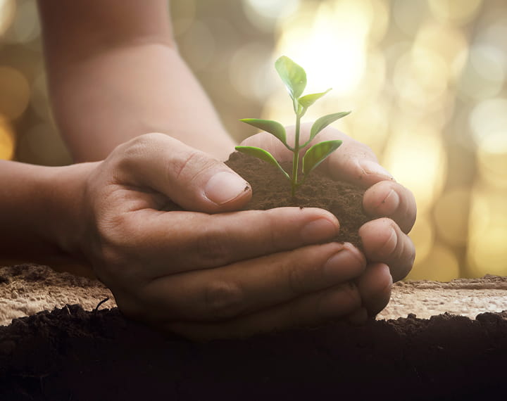 Sustainability and Tree Plantation